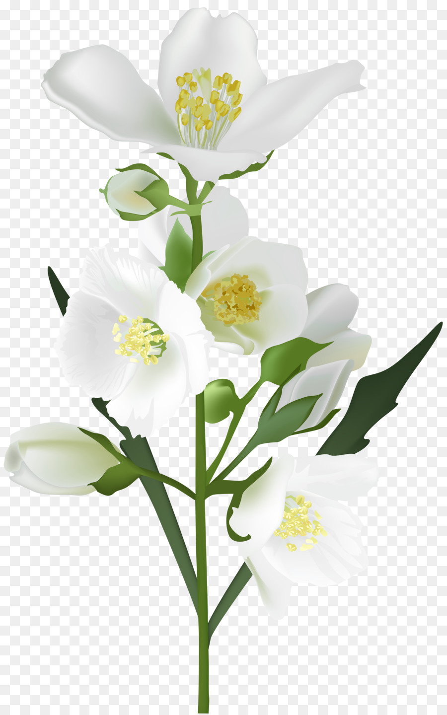 Flower White Clip art - jasmine flower png download - 5009*8000 - Free Transparent Flower png Download.