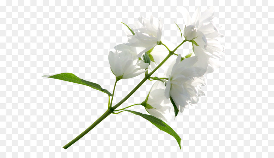 Free White Flowers Transparent Background, Download Free White Flowers