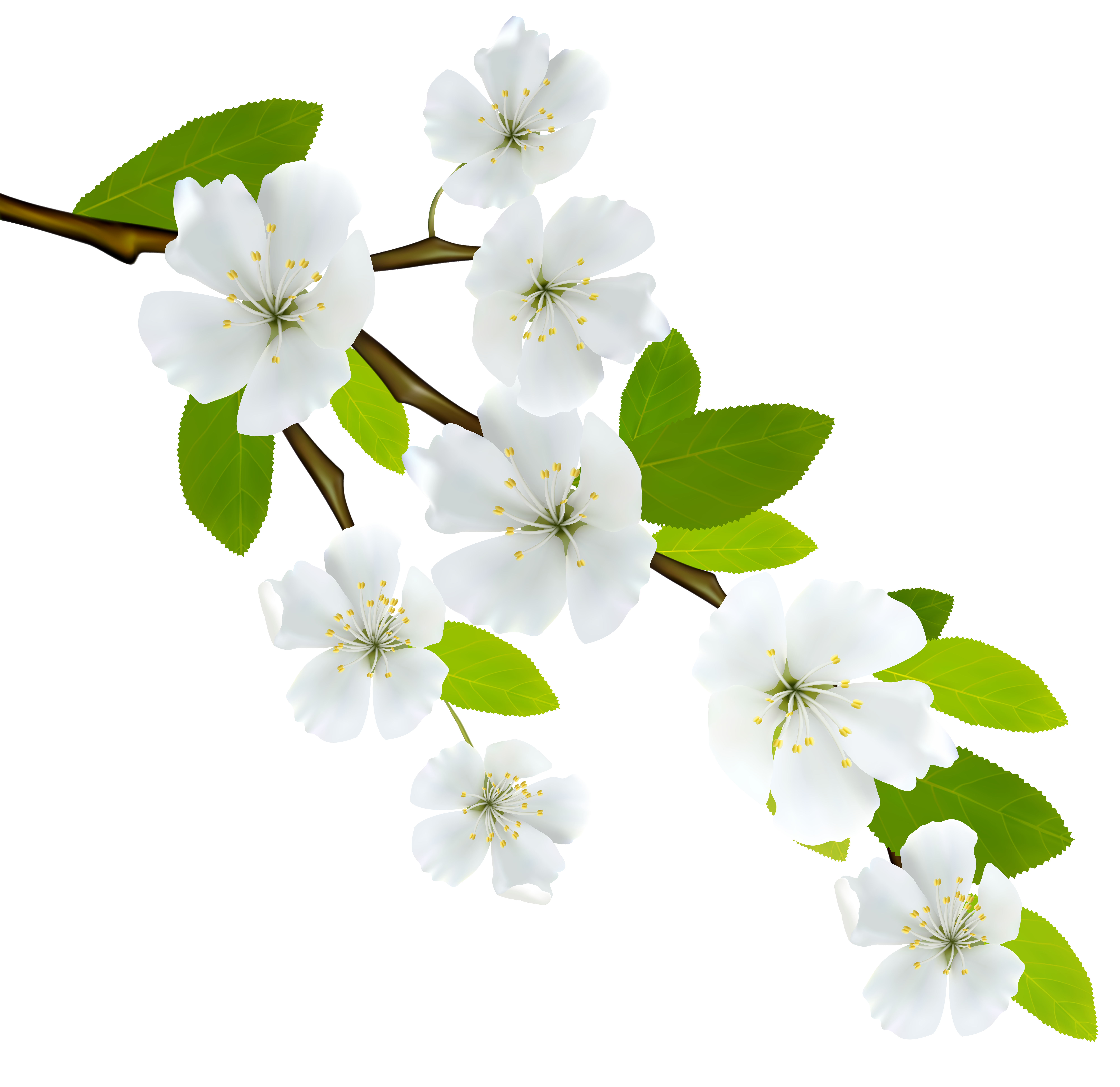 Flowering dogwood Branch Clip art - white flowers png download - 8000
