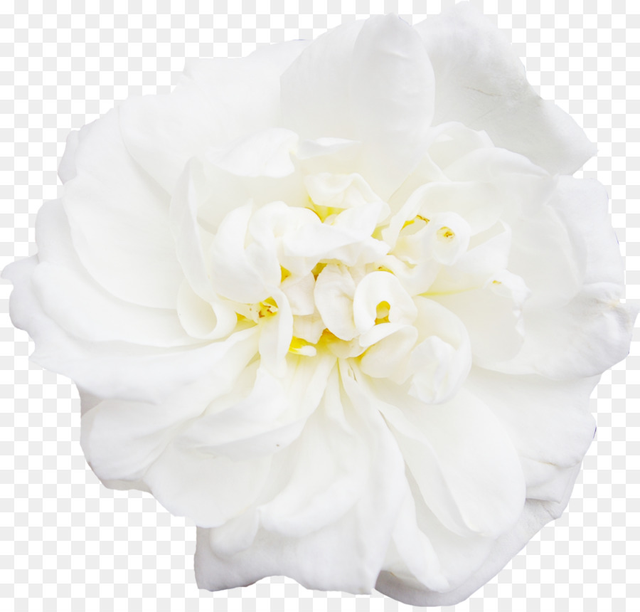 white flower transparent background