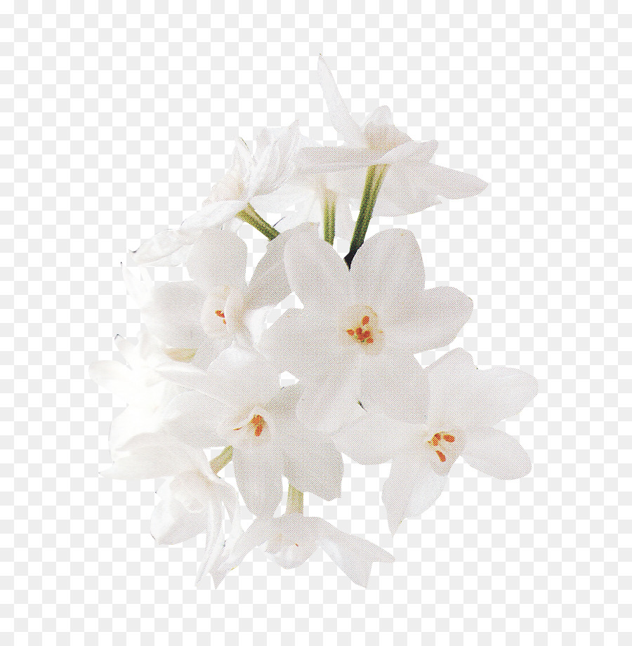 white flower transparent background