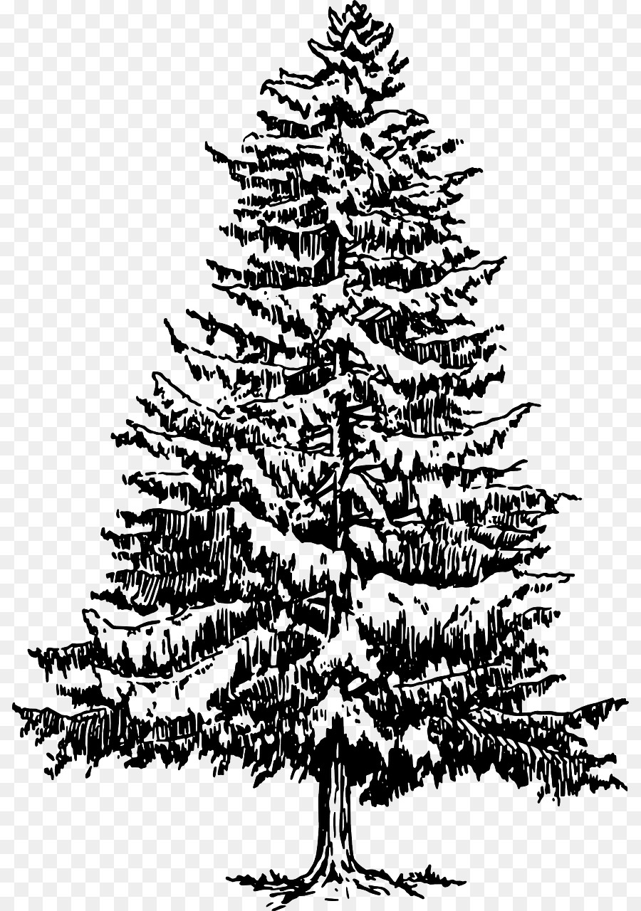 Eastern white pine Tree Drawing Clip art - pine tree png download - 866*1280 - Free Transparent Pine png Download.
