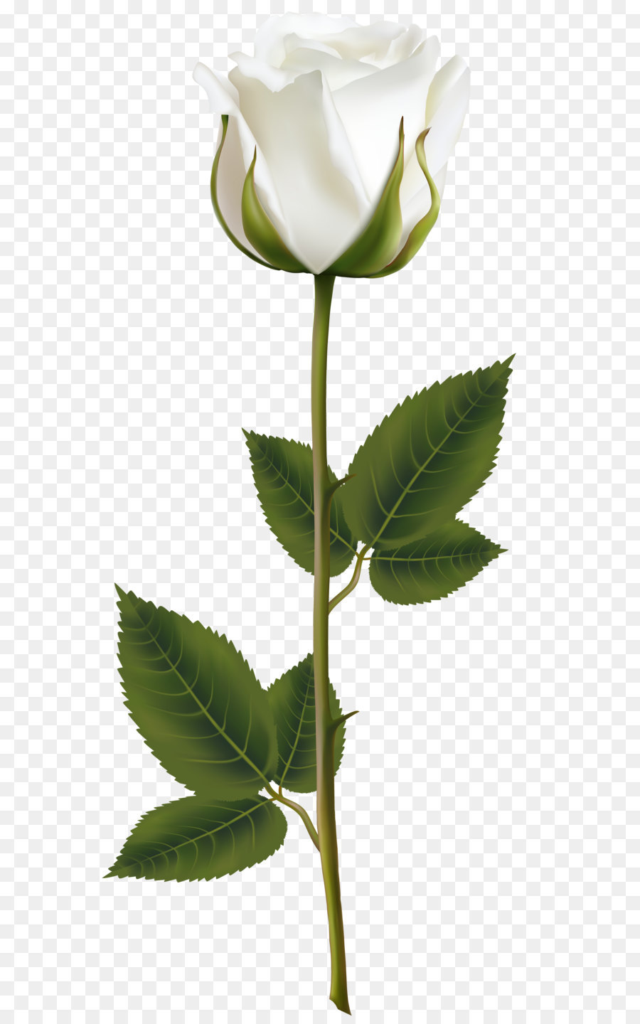 Rose White Clip art - White Rose with Stem PNG Transparent Clip Art Image png download - 3632*8000 - Free Transparent Rose png Download.