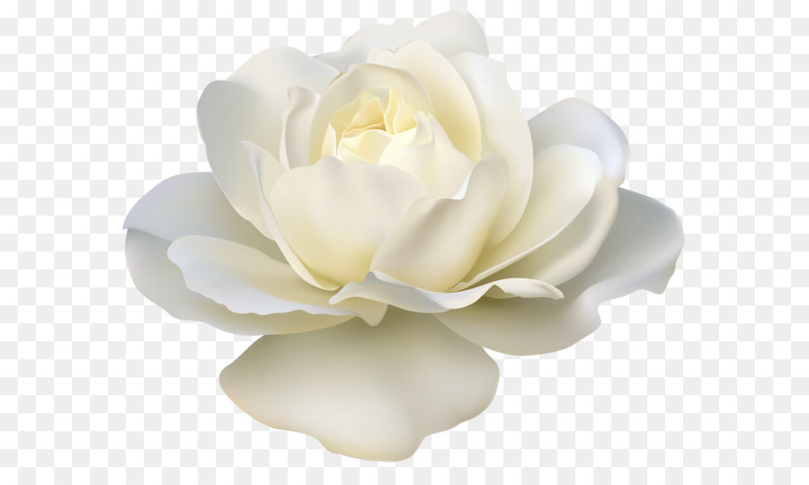 Rose White Clip art - Beautiful White Rose PNG Image png download - 7798*6333 - Free Transparent Rose png Download.
