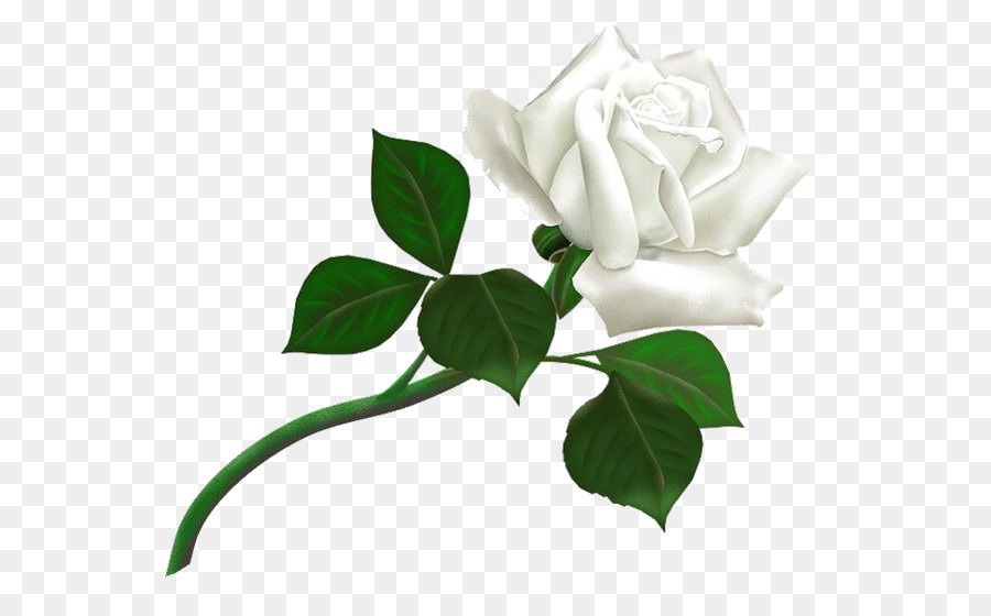 Rose White Clip art - White rose PNG image, flower white rose PNG picture png download - 600*543 - Free Transparent Rose png Download.