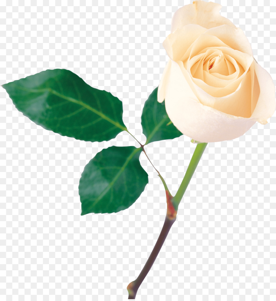Rose Flower White - White Rose png download - 3288*3558 - Free Transparent Rose png Download.