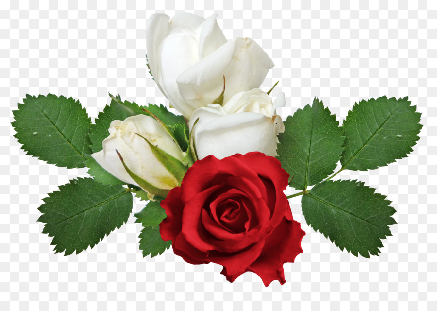Rose Flower Clip art - Red and white roses png download - 3112*2173 - Free Transparent Rose png Download.