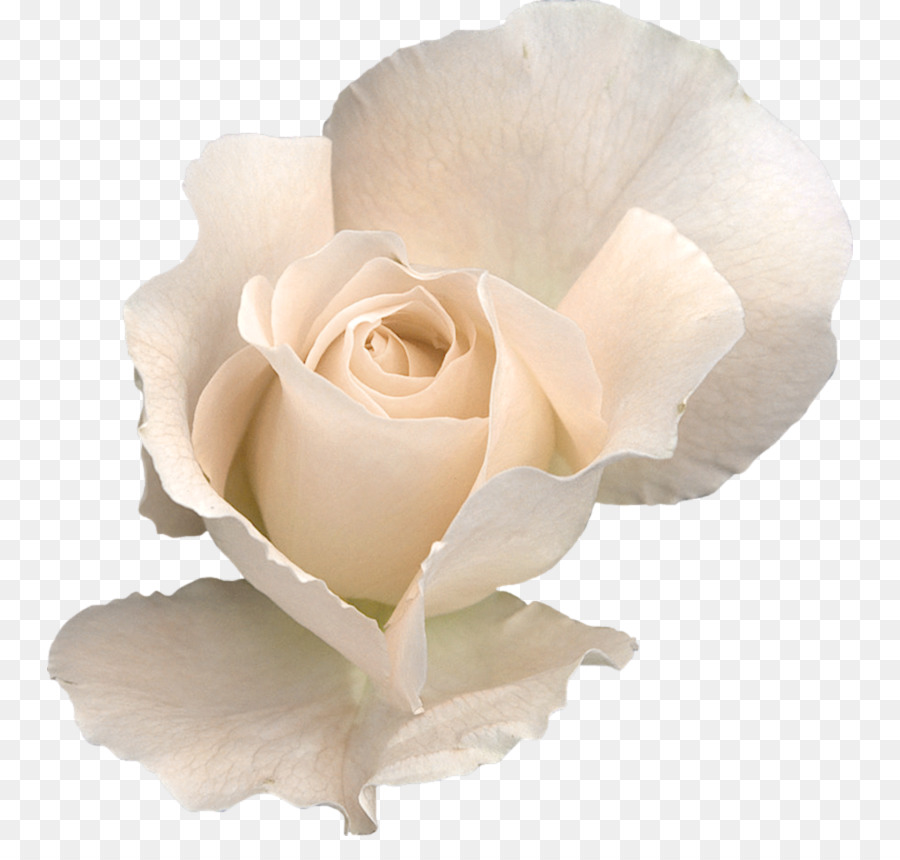 Rose Flower Clip art - White Rose Transparent PNG png download - 839*851 - Free Transparent Rose png Download.