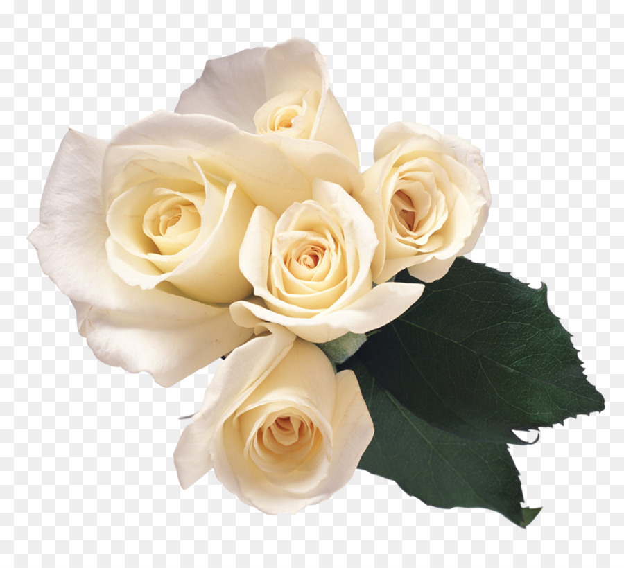Rose Flower Clip art - white rose png download - 1000*900 - Free Transparent Rose png Download.