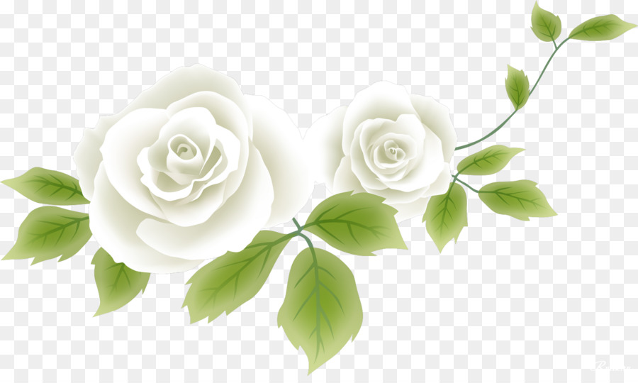 Flower Drawing Clip art - white rose png download - 1529*900 - Free Transparent Flower png Download.