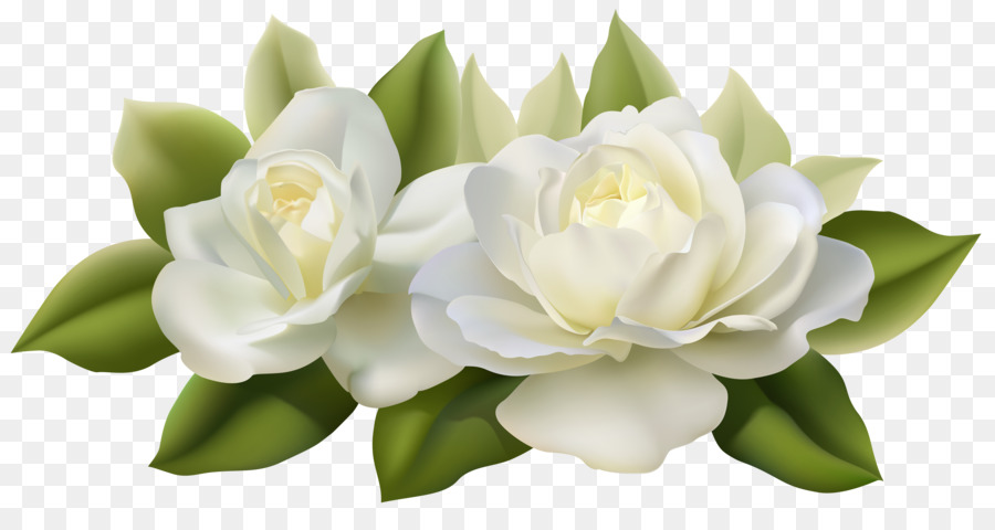 Flower Rose White Clip art - white rose png download - 7668*3956 - Free Transparent Flower png Download.