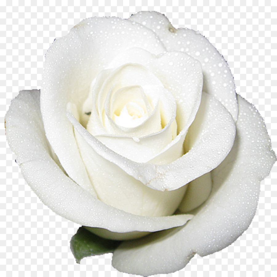 Cut-flower roses White - white rose png download - 1500*1500 - Free Transparent Cutflower Roses png Download.