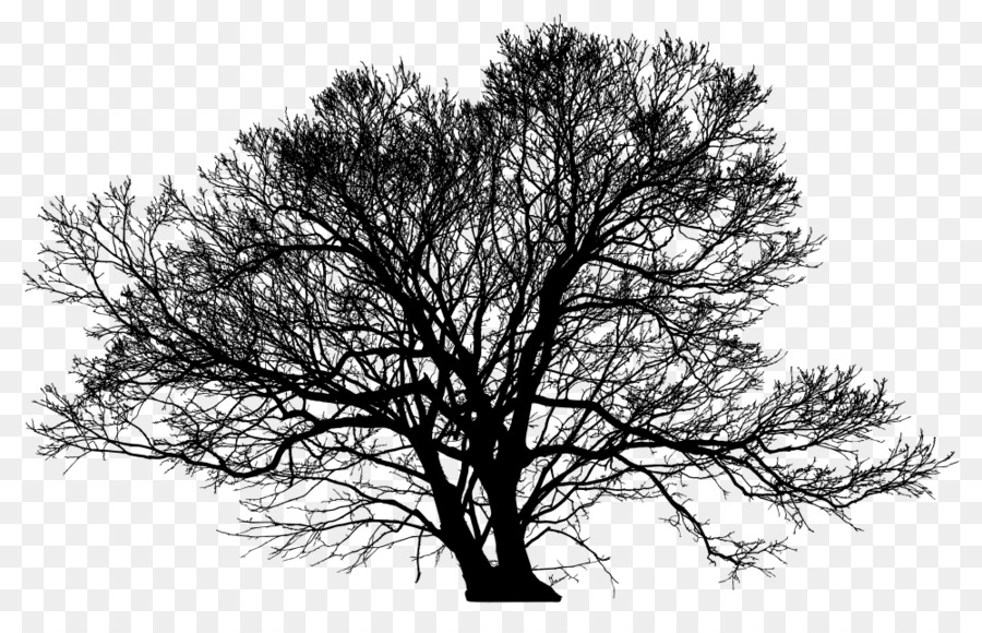 Tree Silhouette Oak Clip art - beautiful printing png download - 1280