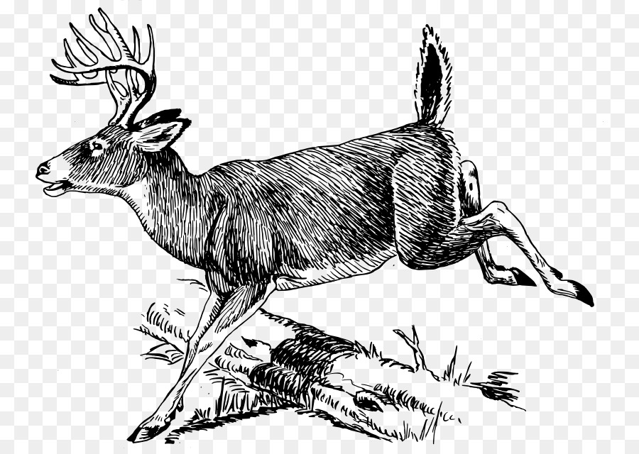 White-tailed deer Antler Clip art - deer vector png download - 800*636 - Free Transparent Whitetailed Deer png Download.
