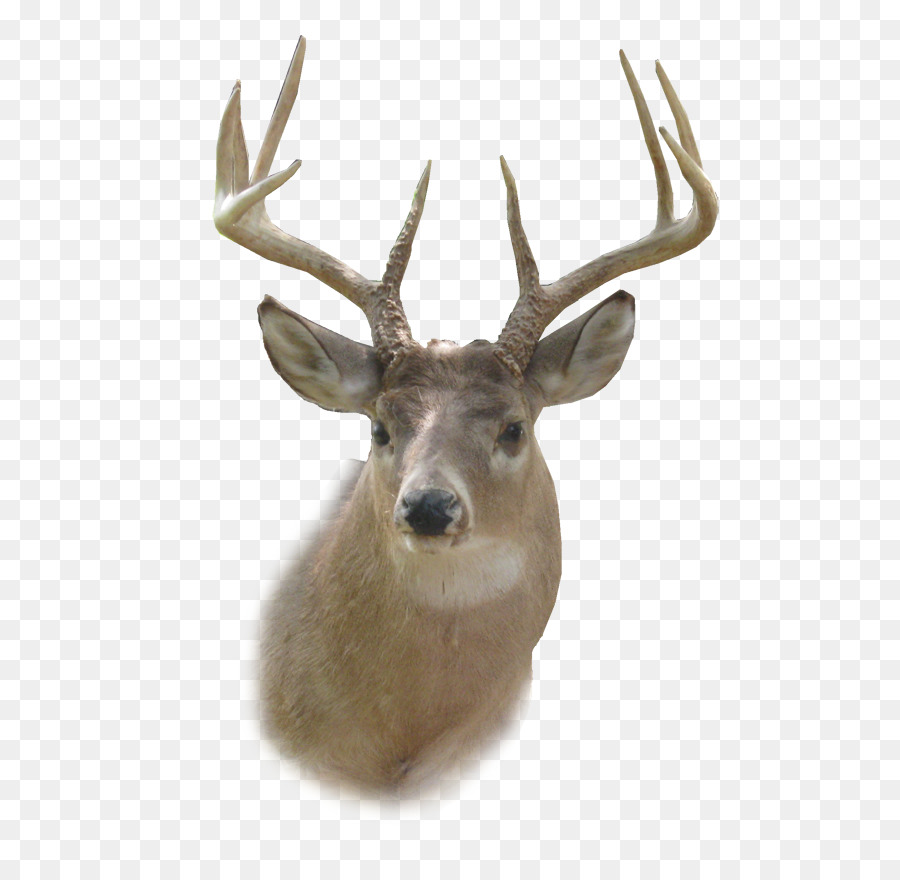 White-tailed deer Reindeer Clip art - Deer Head PNG HD png download - 633*873 - Free Transparent Deer png Download.