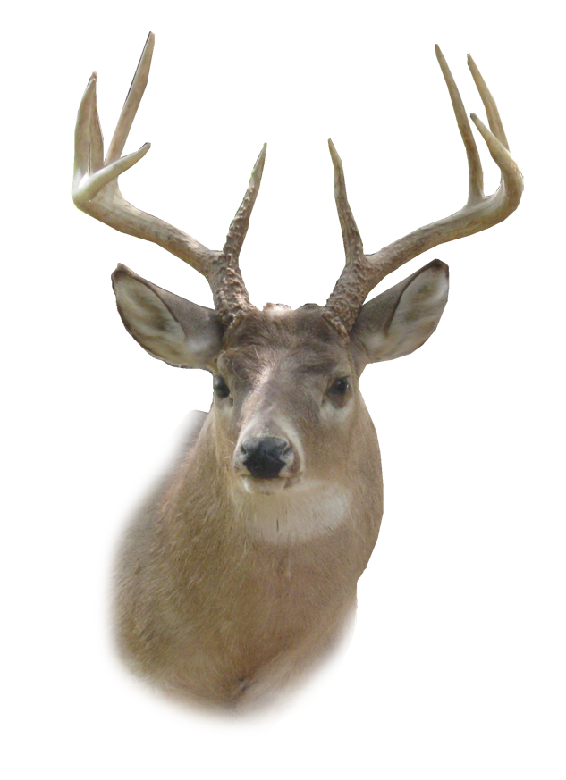 White-tailed deer Reindeer Clip art - Deer Head PNG HD png download