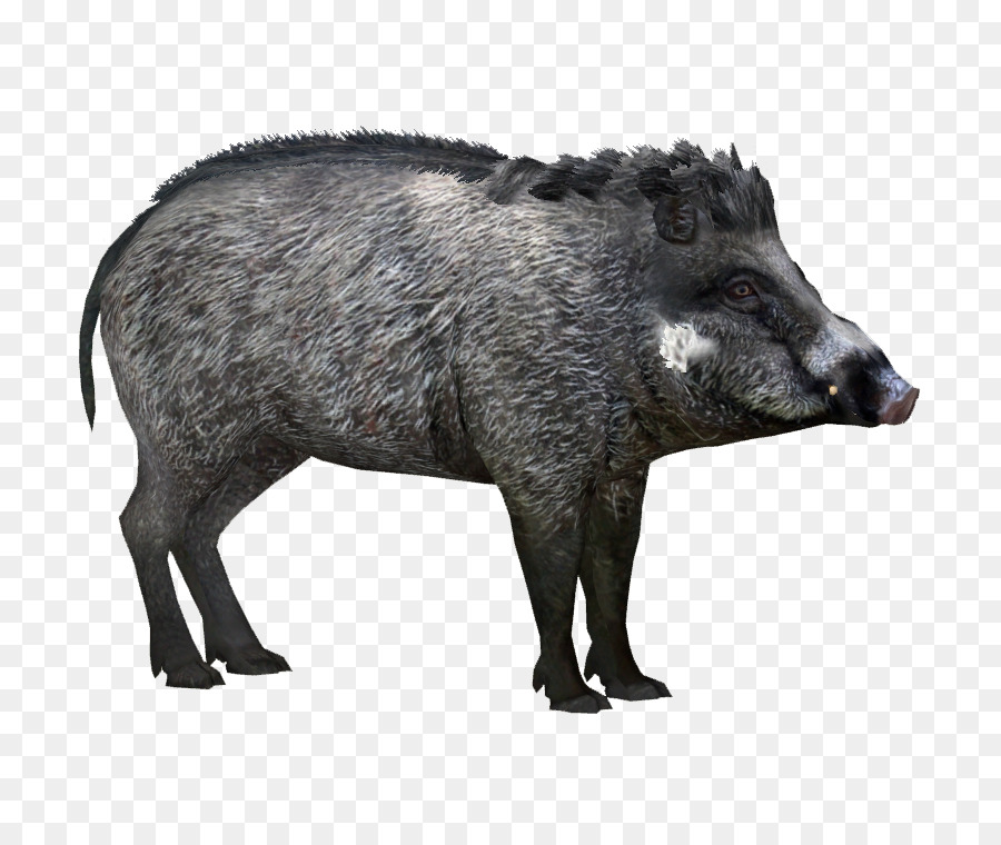 Wild boar Peccary Visayan warty pig Visayas Javan warty pig - anteater png download - 757*757 - Free Transparent Wild Boar png Download.