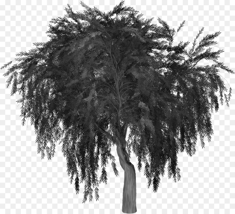 Weeping willow Tree Image Silhouette Portable Network Graphics - tree png download - 1280*1165 - Free Transparent Weeping Willow png Download.