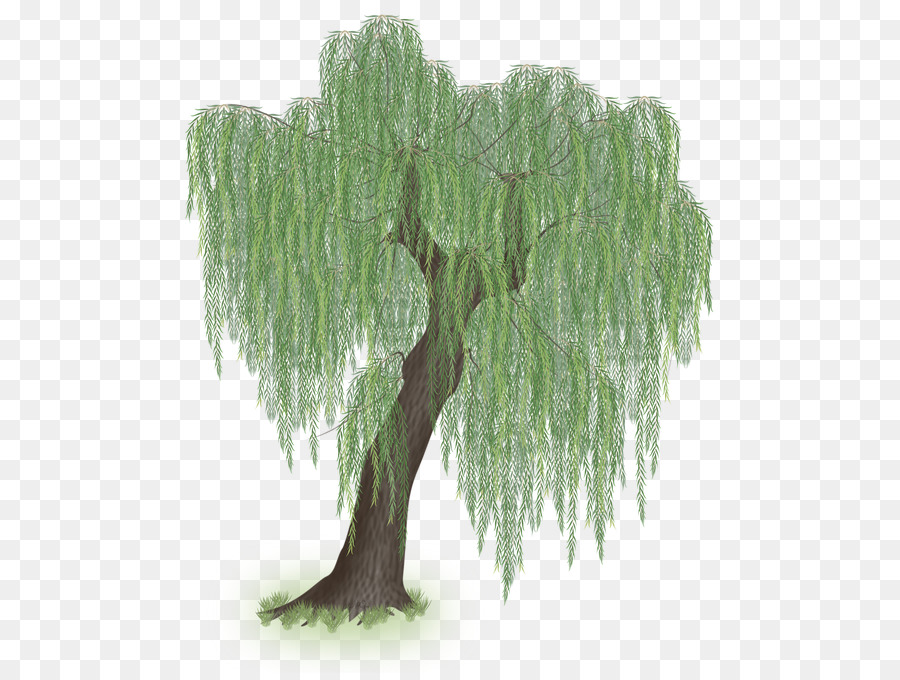 Larch Weeping willow Tree Clip art - willow png download - 541*673 - Free Transparent Larch png Download.