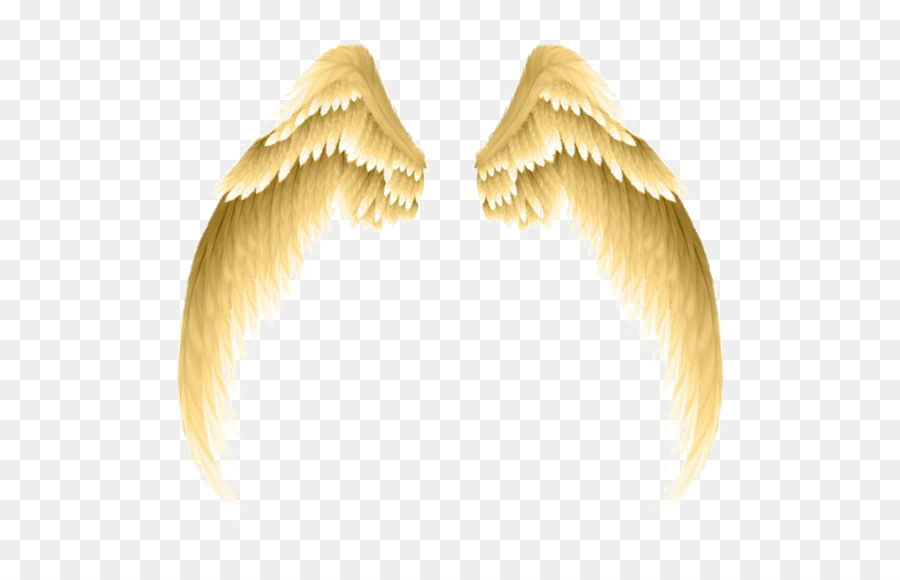 Photography Clip art - Golden wings png download - 564*564 - Free Transparent Photography png Download.