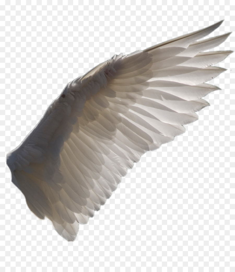 Bird Buffalo wing Clip art - Wing png download - 900*1027 - Free Transparent Bird png Download.