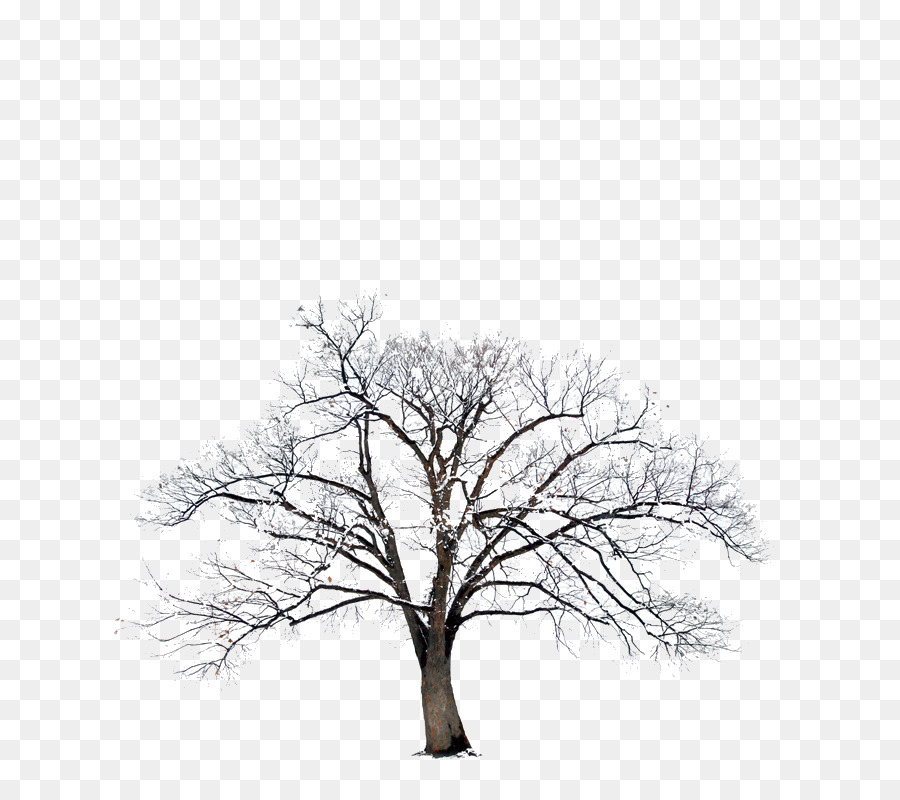 Bible Photography Winter - tree png download - 800*800 - Free Transparent Bible png Download.