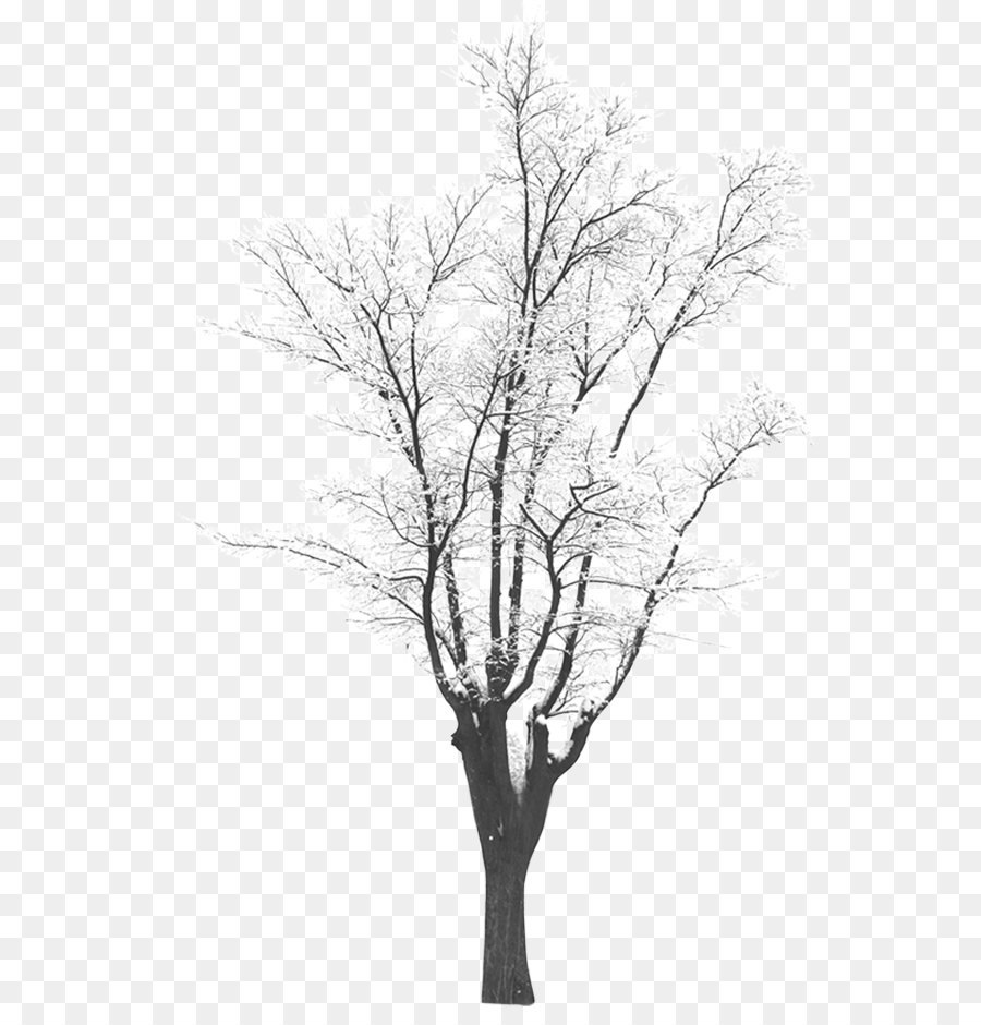 Snow Tree Download - Winter trees png download - 605*923 - Free Transparent Tree png Download.