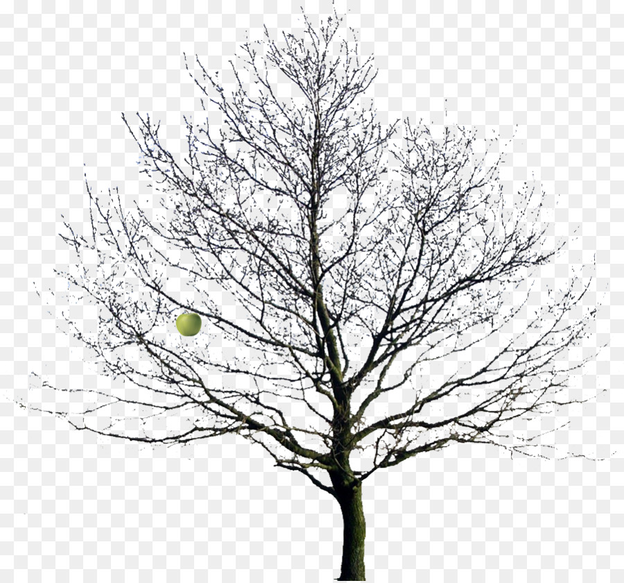Tree Drawing Oak Clip art - winter png download - 901*838 - Free Transparent Tree png Download.