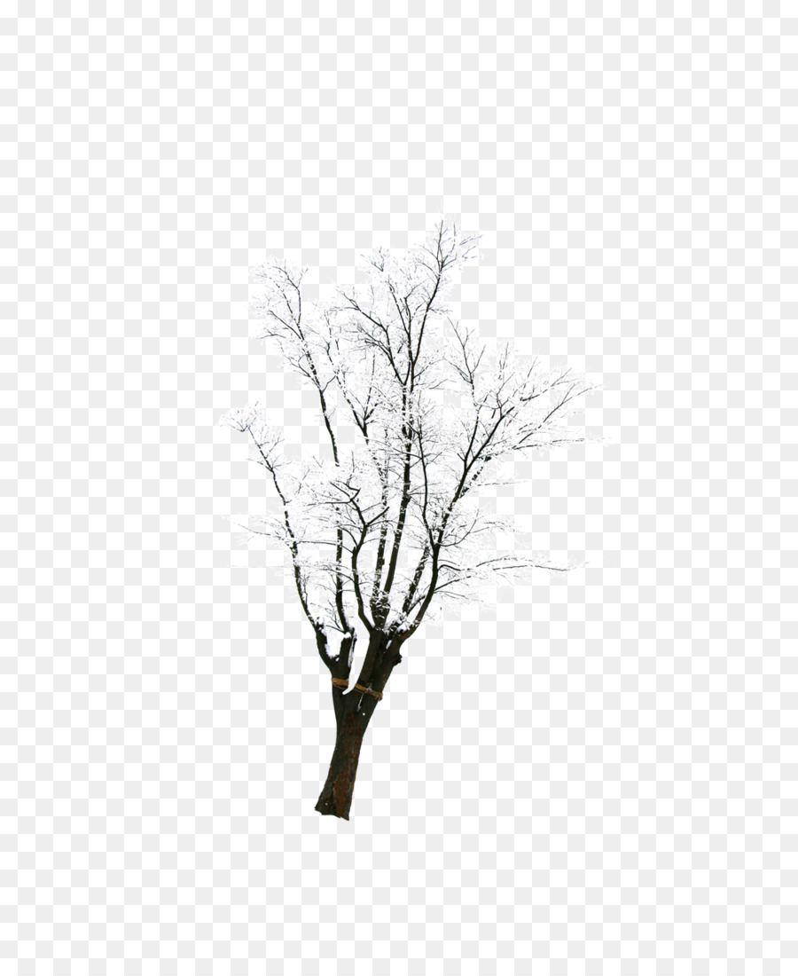Snow Tree Winter - Tree with snow png download - 1299*1569 - Free Transparent Snow png Download.