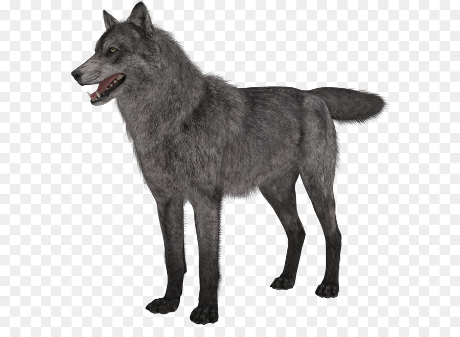 Gray wolf Clip art - Transparent Wolf PNG Picture png download - 1267*1263 - Free Transparent Norwegian Elkhound png Download.