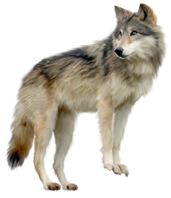 wolf clipart
