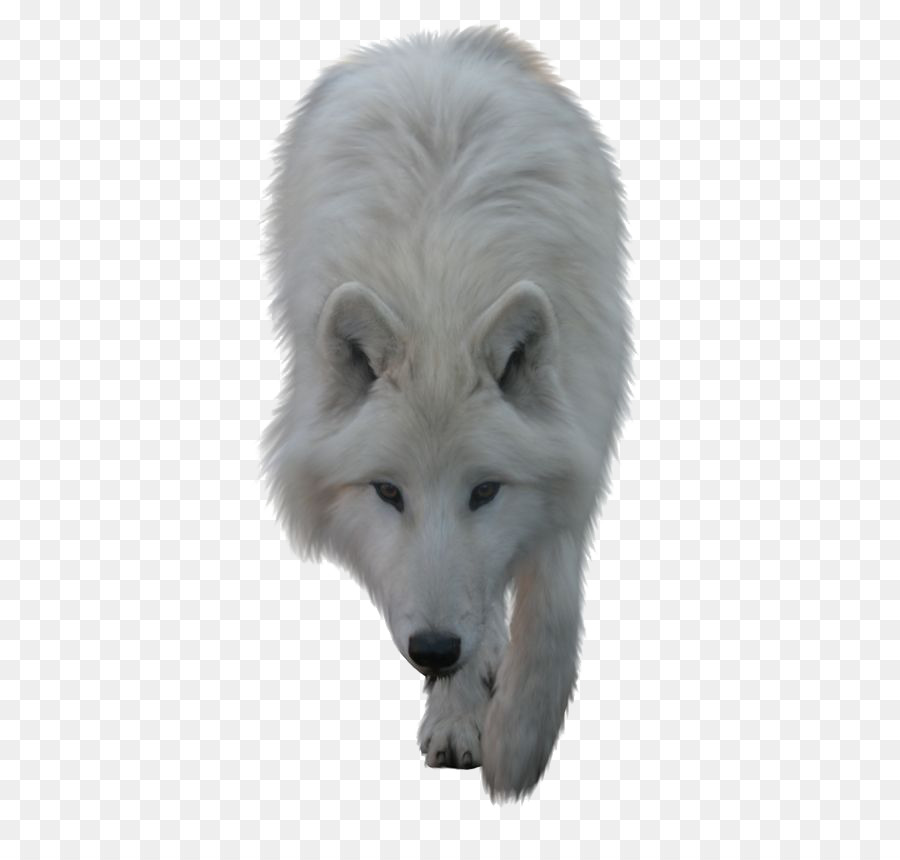 Arctic wolf Clip art - White Wolf png download - 564*846 - Free Transparent Arctic Wolf png Download.