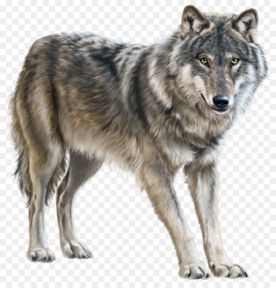 Yukon wolf Clip art - wolf png download - 1280*1322 - Free Transparent Yukon Wolf png Download.