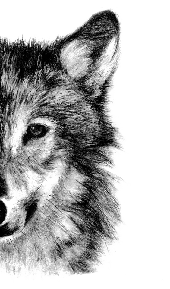 Gray wolf Drawing Pencil Sketch - Wolf png download - 564*959 - Free