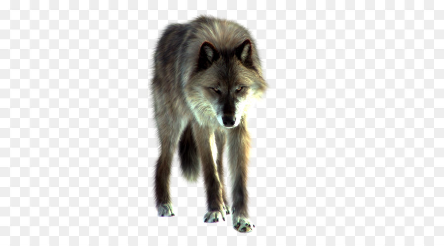 Gray wolf - Wolf Png Image png download - 2560*1920 - Free Transparent Dog png Download.