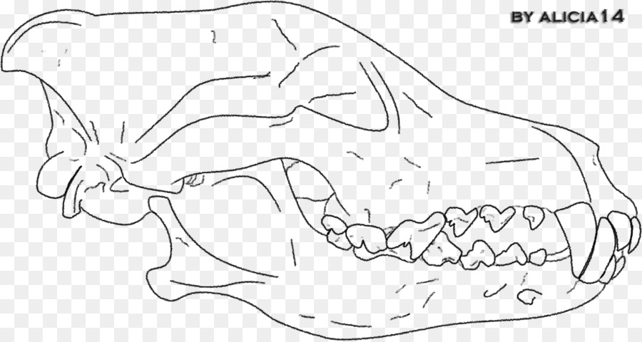 Gray wolf Line art Drawing Mammal Sketch - Wolf skull png download - 900*479 - Free Transparent  png Download.