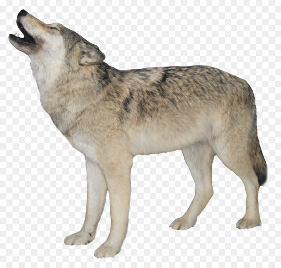 Arctic wolf Clip art - White Wolf Transparent Background PNG png download - 921*867 - Free Transparent Gray Wolf png Download.