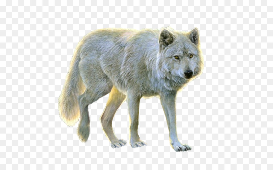 Arctic wolf Clip art - Wolf PNG png download - 750*625 - Free Transparent Dog png Download.