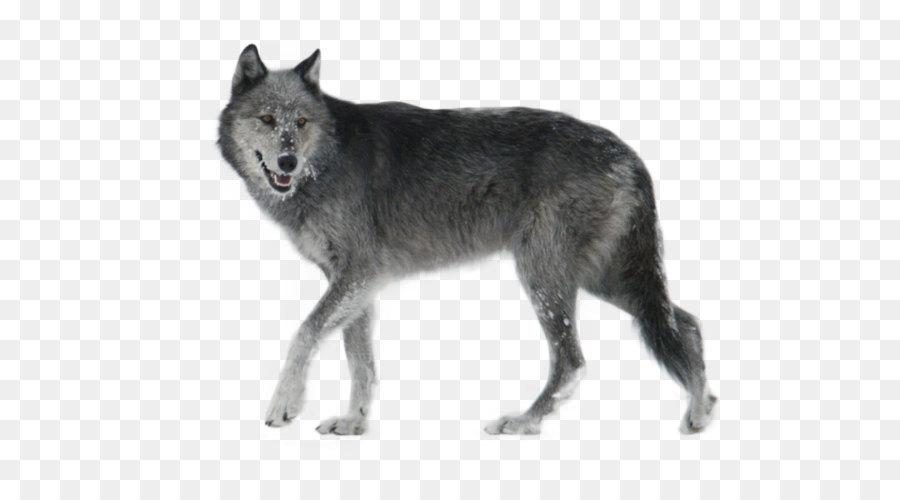 Czechoslovakian Wolfdog Seppala Siberian Sleddog Kunming wolfdog Saarloos wolfdog Coyote - Wolf PNG png download - 1024*777 - Free Transparent Dog png Download.