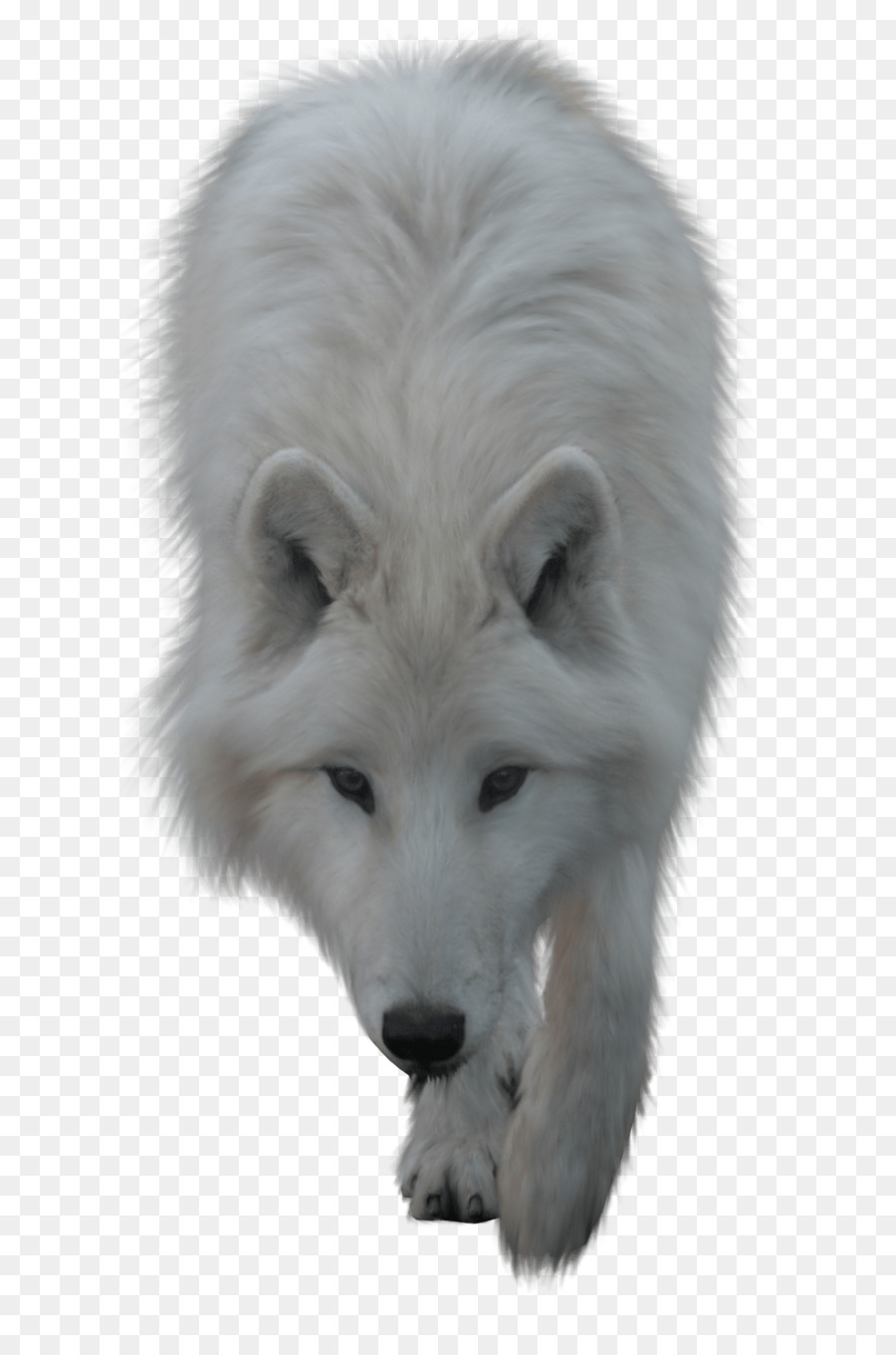 Arctic wolf Clip art - wolf-head png download - 1296*1944 - Free Transparent Arctic Wolf png Download.