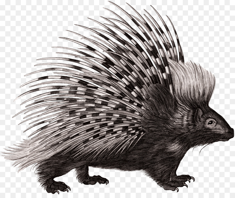 Crested porcupine Rodent Zoological Lectures Delivered at the Royal Institution. - woodland creatures png download - 1800*1497 - Free Transparent Porcupine png Download.