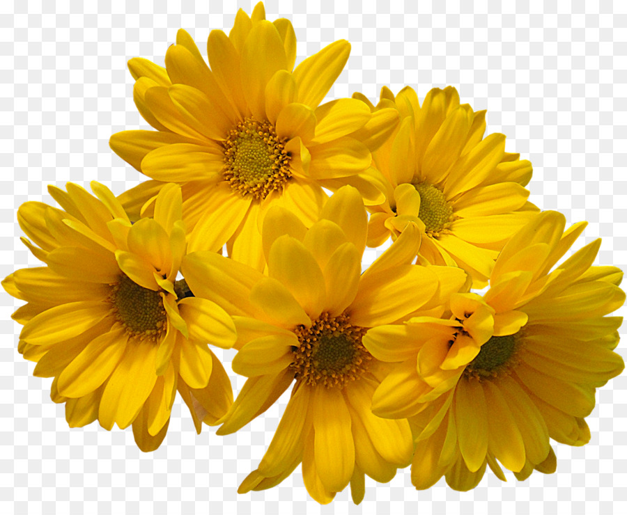 Flower bouquet Common daisy Yellow - Flowers png download - 1600*1292 - Free Transparent Flower png Download.