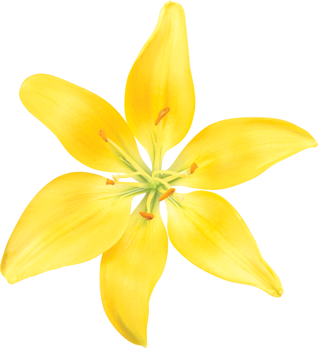 Lilium Yellow Flower Drawing - Flower Png Download - 1096*1200 - Free 