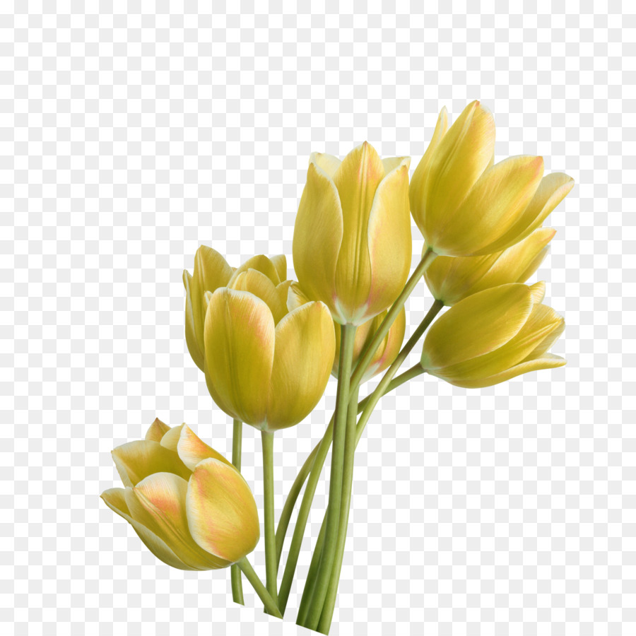 Tulip Yellow Flower - tulip png download - 1417*1417 - Free Transparent Tulip png Download.