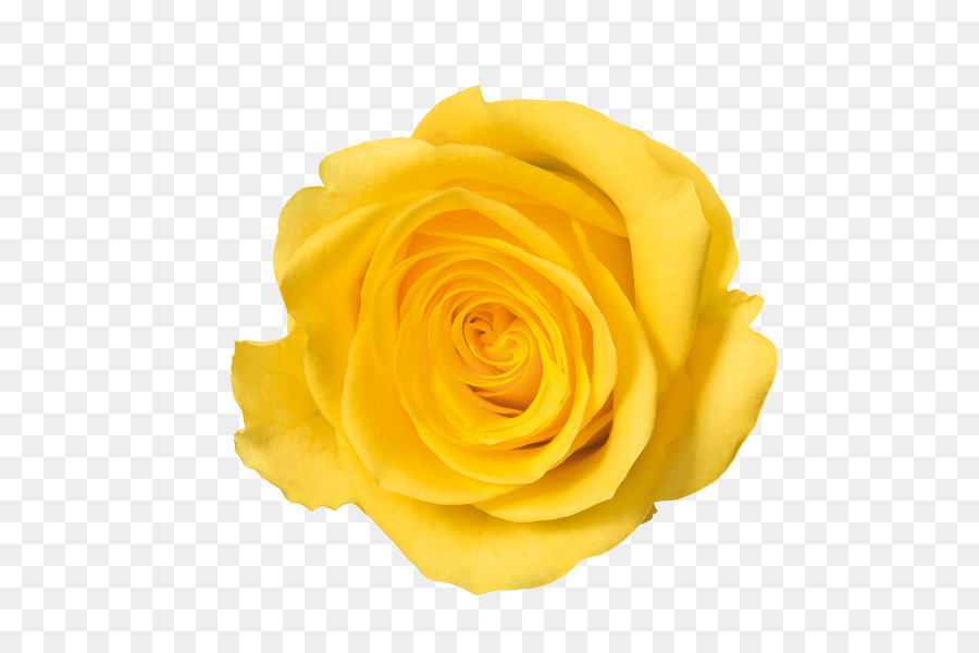 Rose Color - Yellow Rose PNG Image png download - 600*600 - Free Transparent Rose png Download.