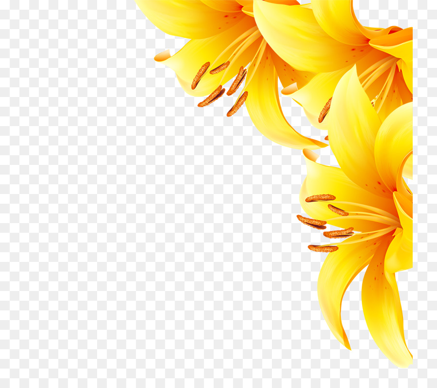Common sunflower Yellow - Yellow flowers png download - 800*800 - Free Transparent Common Sunflower png Download.