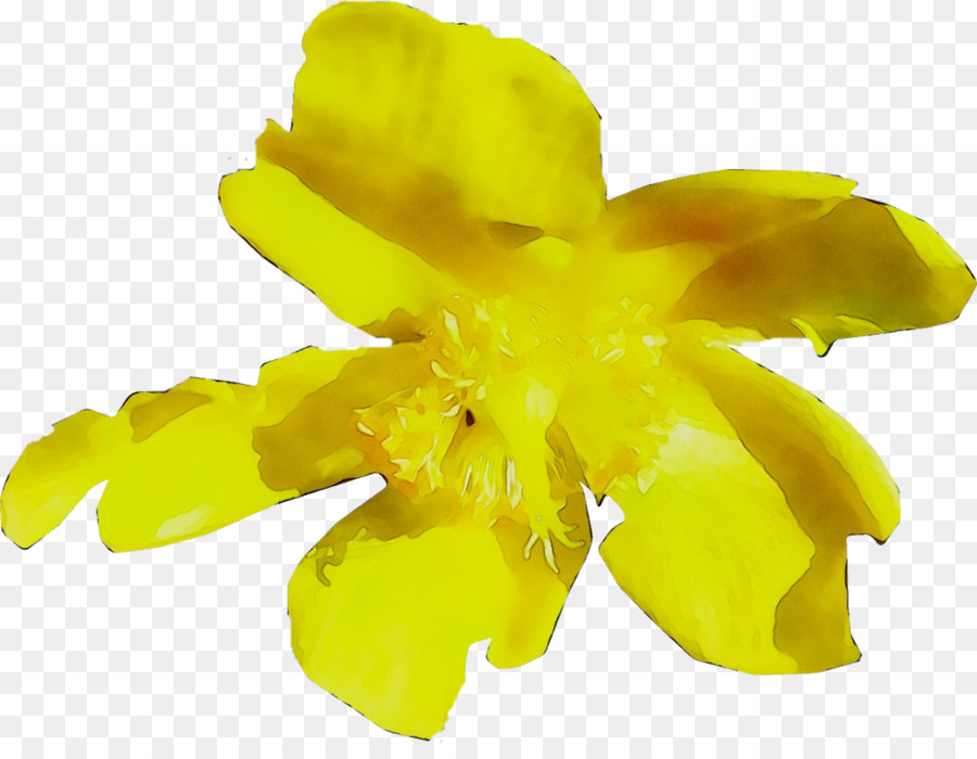 Yellow Flowering plant Plants -  png download - 1218*928 - Free Transparent Yellow png Download.