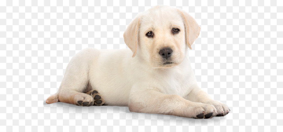 Puppy Labrador Retriever Pet food - Yellow Lab png download - 625*404 - Free Transparent Puppy png Download.