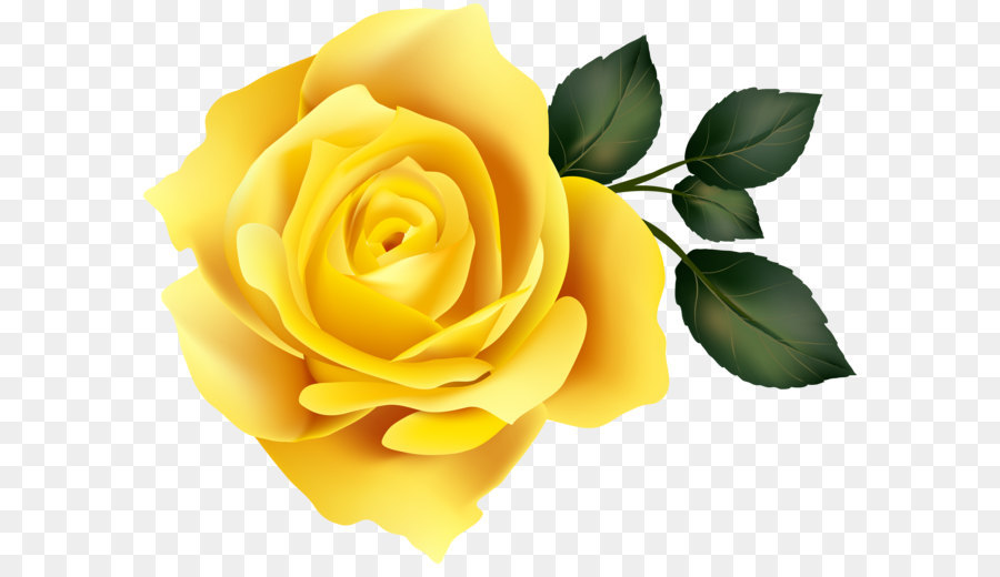 Garden roses Yellow Clip art - Yellow Rose Clip Art Image png download - 8000*6289 - Free Transparent Centifolia Roses png Download.
