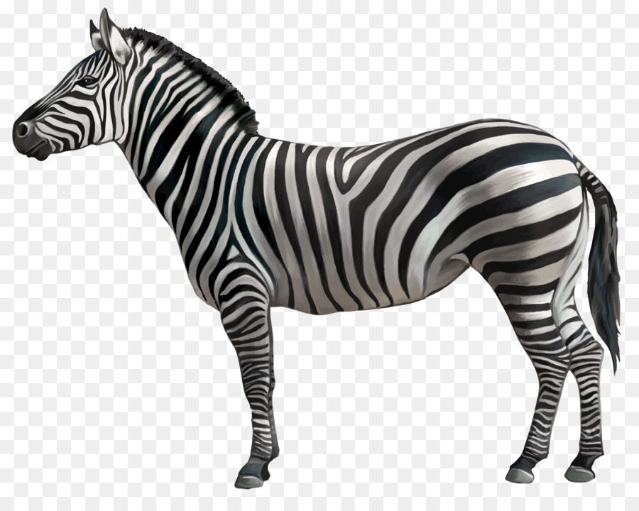 Horse Zebra Clip art - zebra png download - 6489*5085 - Free Transparent Horse png Download.